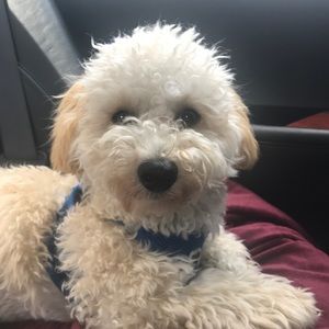 Meet your Posher, Meredith